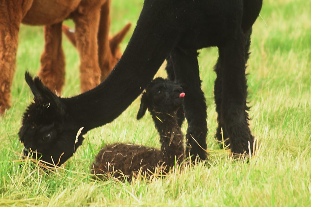 Baby alpaca